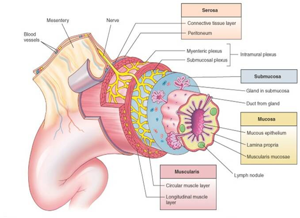 Gastrointestinal Tract Histology Key Layers And Cells